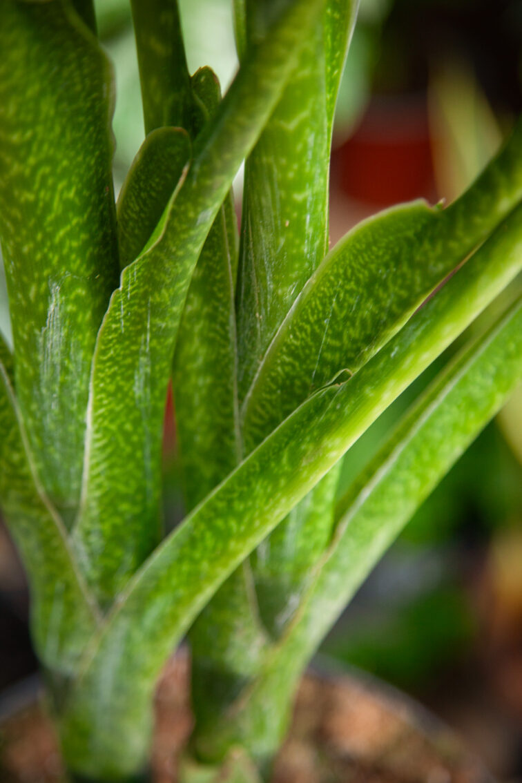 Zdjęcie rosliny doniczkowej Dieffenbachia Caiman, ujęcie 5