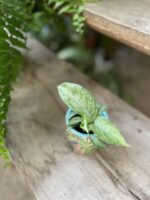 Zdjęcie rosliny doniczkowej Dieffenbachia Snow, ujęcie 1