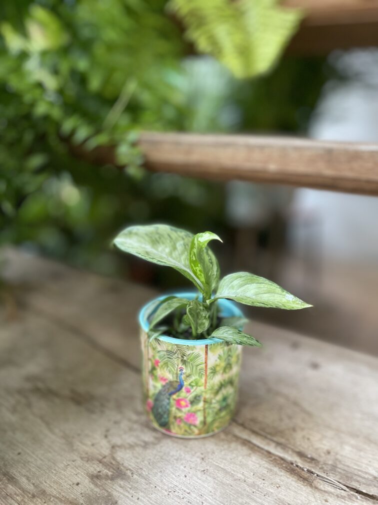 Zdjęcie rosliny doniczkowej Dieffenbachia Snow, ujęcie 2