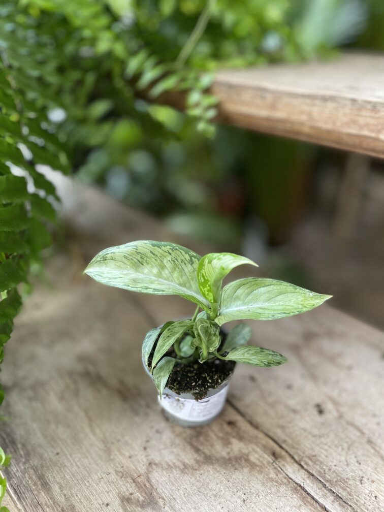 Zdjęcie rosliny doniczkowej Dieffenbachia Snow, ujęcie 3