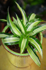 Zdjęcie rosliny doniczkowej Dracaena fragrans compacta Malaika (Dracena), ujęcie 1