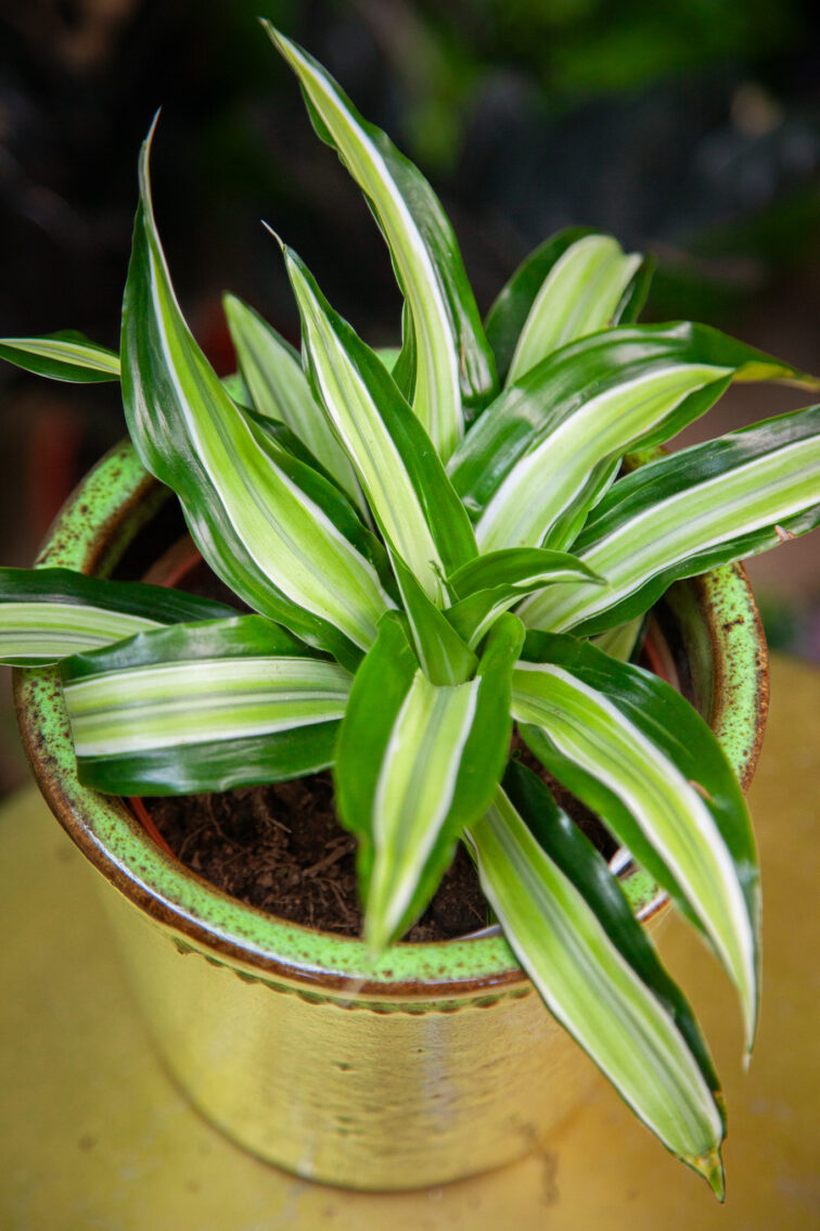 Zdjęcie rosliny doniczkowej Dracaena fragrans compacta Malaika (Dracena), ujęcie 1