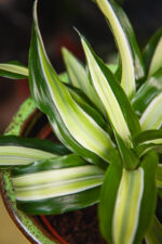 Zdjęcie rosliny doniczkowej Dracaena fragrans compacta Malaika (Dracena), ujęcie 2