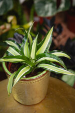 Zdjęcie rosliny doniczkowej Dracaena fragrans compacta Malaika (Dracena), ujęcie 3