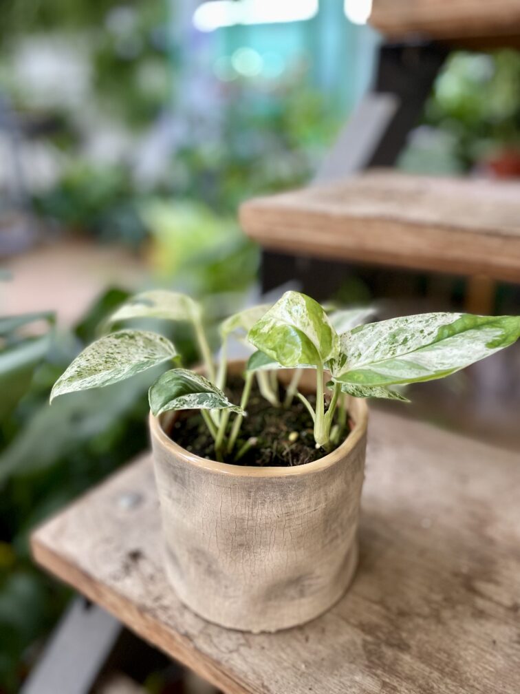 epipremnum-marble-variegata_10x15-1_1747473842.jpg Zdjęcie rosliny doniczkowej Epipremnum Marble Variegata, ujęcie 1