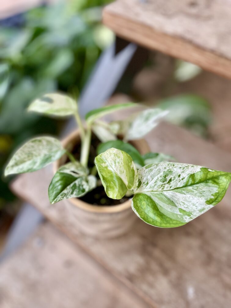 Zdjęcie rosliny doniczkowej Epipremnum Marble Variegata, ujęcie 2