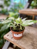 Zdjęcie rosliny doniczkowej Epipremnum Marble Variegata, ujęcie 3