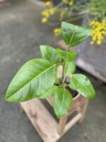 Zdjęcie rosliny doniczkowej Ficus Benghalensis Variegated, ujęcie 1
