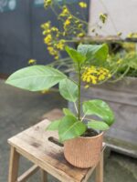 Zdjęcie rosliny doniczkowej Ficus Benghalensis Variegated, ujęcie 2