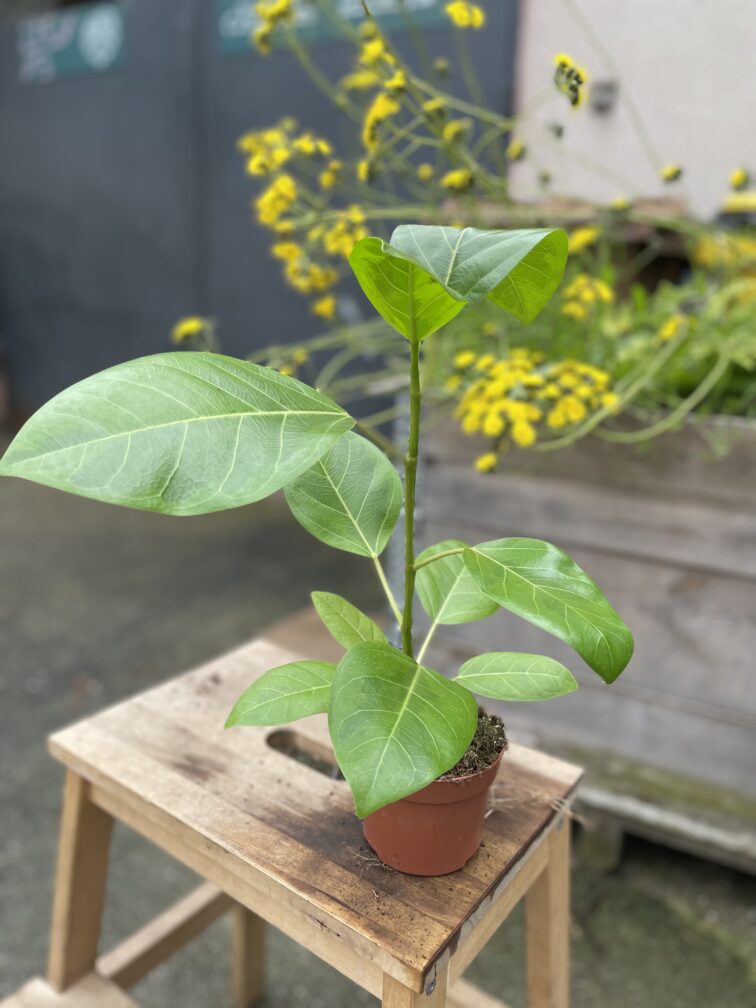 Zdjęcie rosliny doniczkowej Ficus Benghalensis Variegated, ujęcie 3