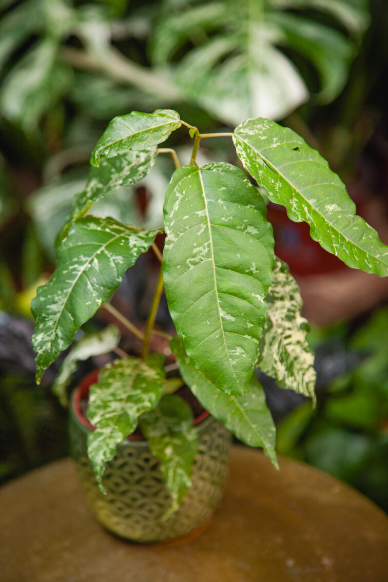 Zdjęcie rosliny doniczkowej Ficus Snowstorm, ujęcie 1