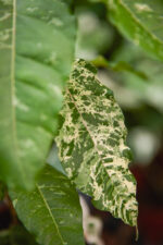 Zdjęcie rosliny doniczkowej Ficus Snowstorm, ujęcie 2