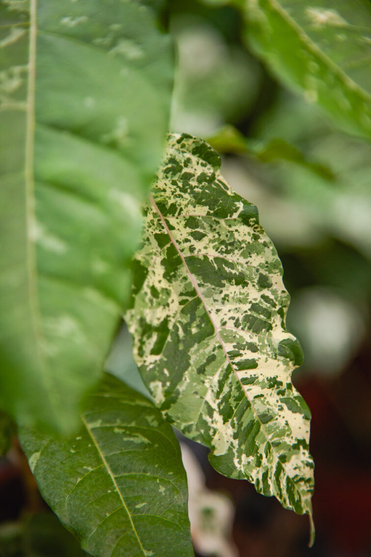 Zdjęcie rosliny doniczkowej Ficus Snowstorm, ujęcie 2