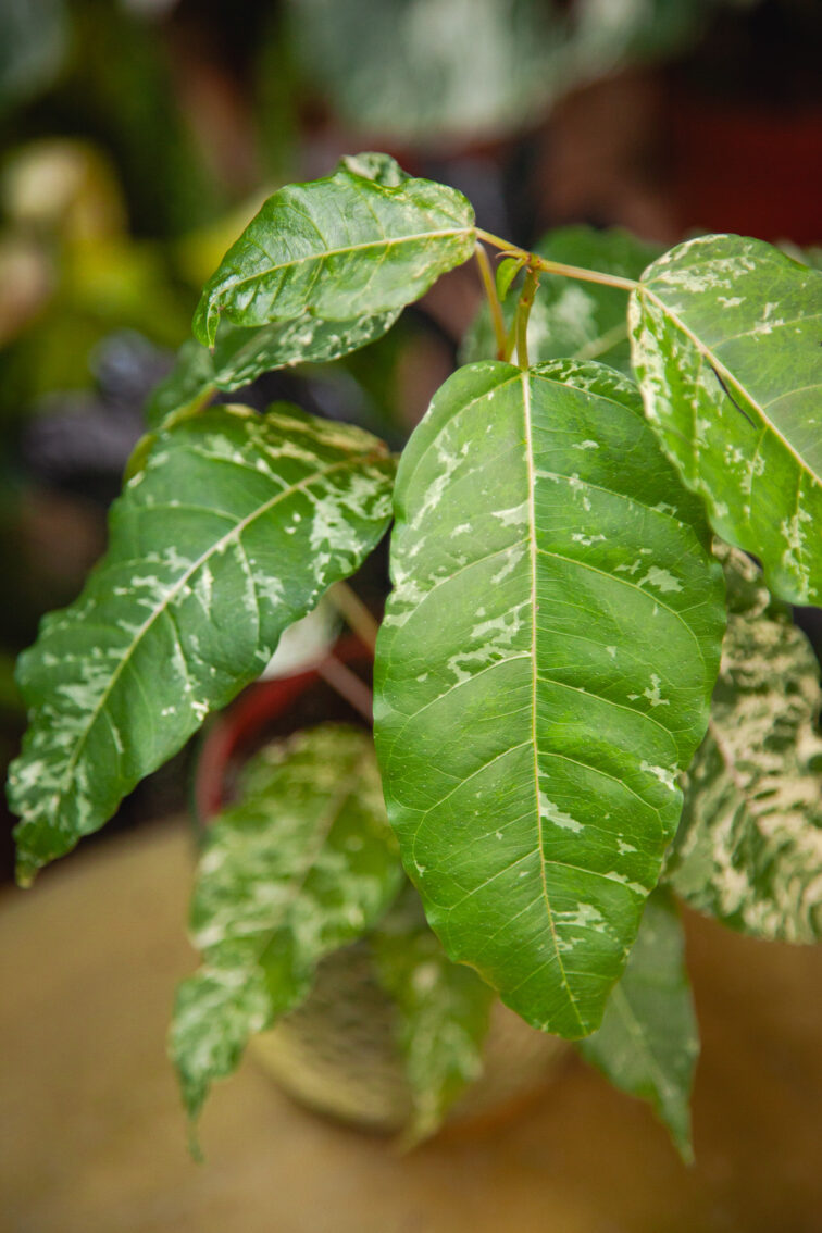 Zdjęcie rosliny doniczkowej Ficus Snowstorm, ujęcie 3