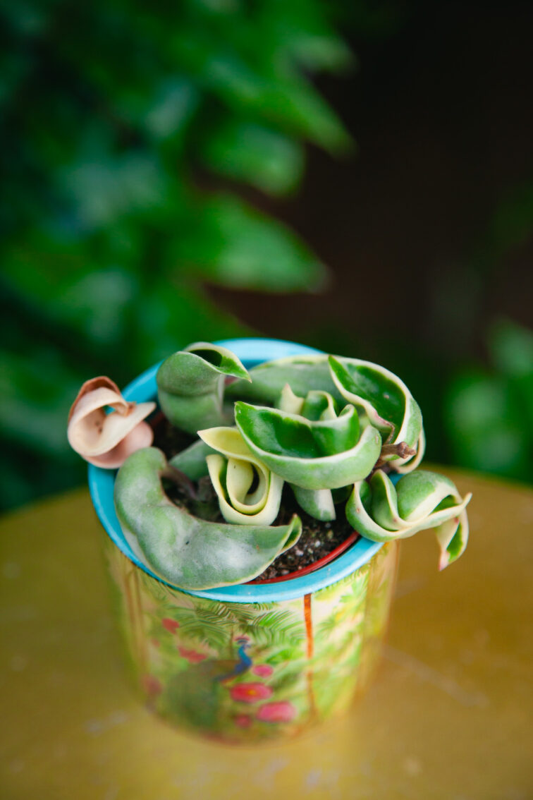 hoya-carnosa-compacta-variegata_6x2-1_1746872467.jpg Zdjęcie rosliny doniczkowej Hoya carnosa compacta variegata, ujęcie 1