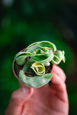 Zdjęcie rosliny doniczkowej Hoya carnosa compacta variegata, ujęcie 2