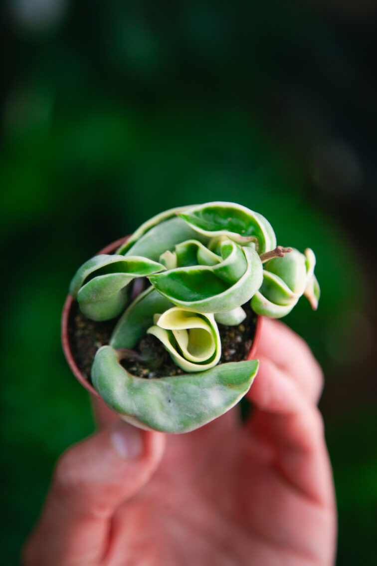 Zdjęcie rosliny doniczkowej Hoya carnosa compacta variegata, ujęcie 2