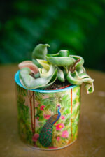 Zdjęcie rosliny doniczkowej Hoya carnosa compacta variegata, ujęcie 3