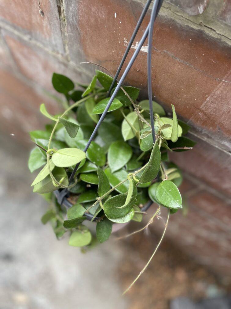Zdjęcie rosliny doniczkowej Hoya Chouke, ujęcie 1