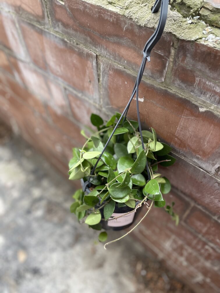 Zdjęcie rosliny doniczkowej Hoya Chouke, ujęcie 2