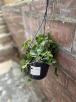 Zdjęcie rosliny doniczkowej Hoya Chouke, ujęcie 3