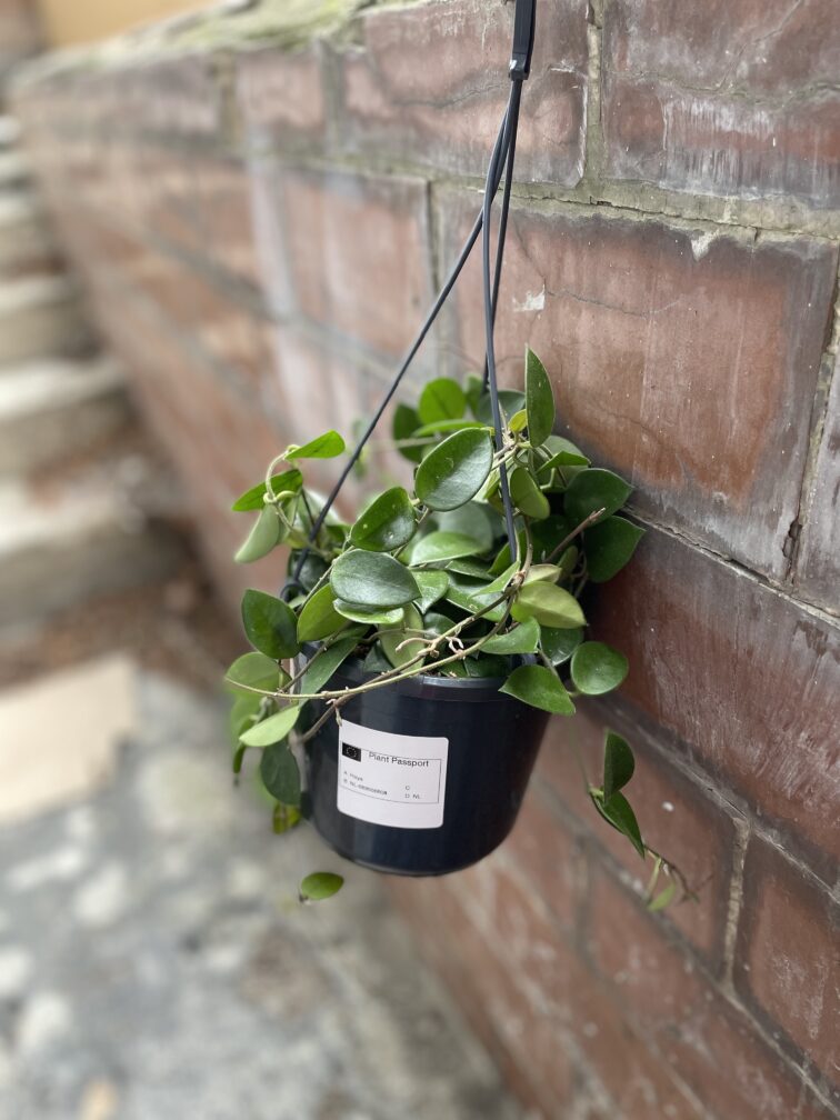 Zdjęcie rosliny doniczkowej Hoya Chouke, ujęcie 3