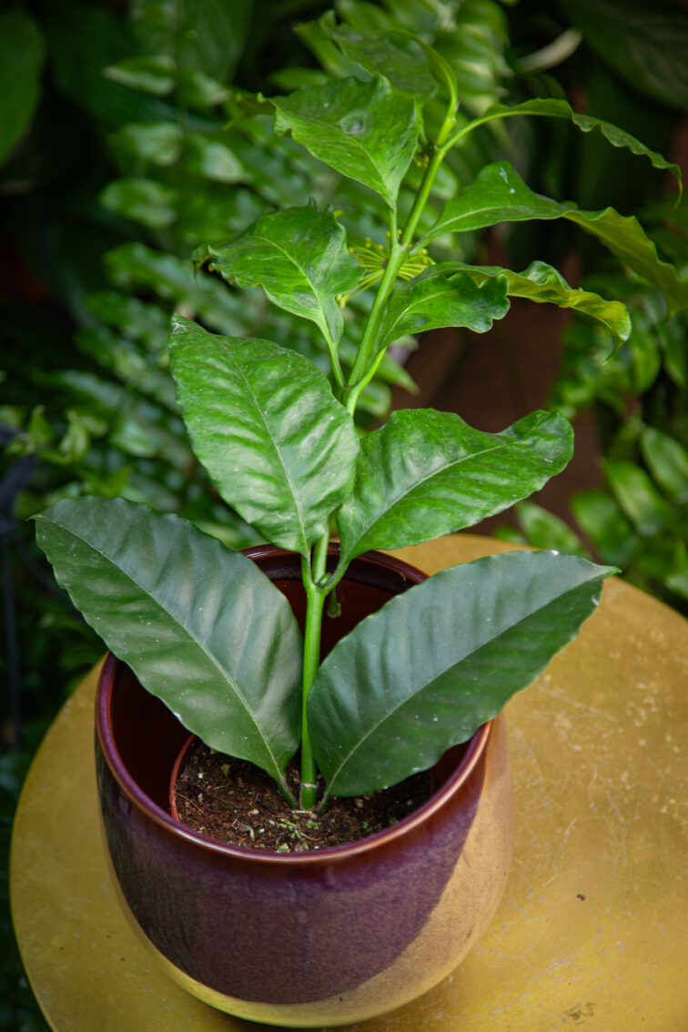 hoya-multiflora_12x10-1_1746874773.jpg Zdjęcie rosliny doniczkowej Hoya multiflora, ujęcie 1