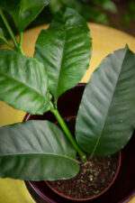 Zdjęcie rosliny doniczkowej Hoya multiflora, ujęcie 2