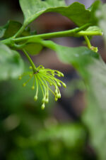 Zdjęcie rosliny doniczkowej Hoya multiflora, ujęcie 3