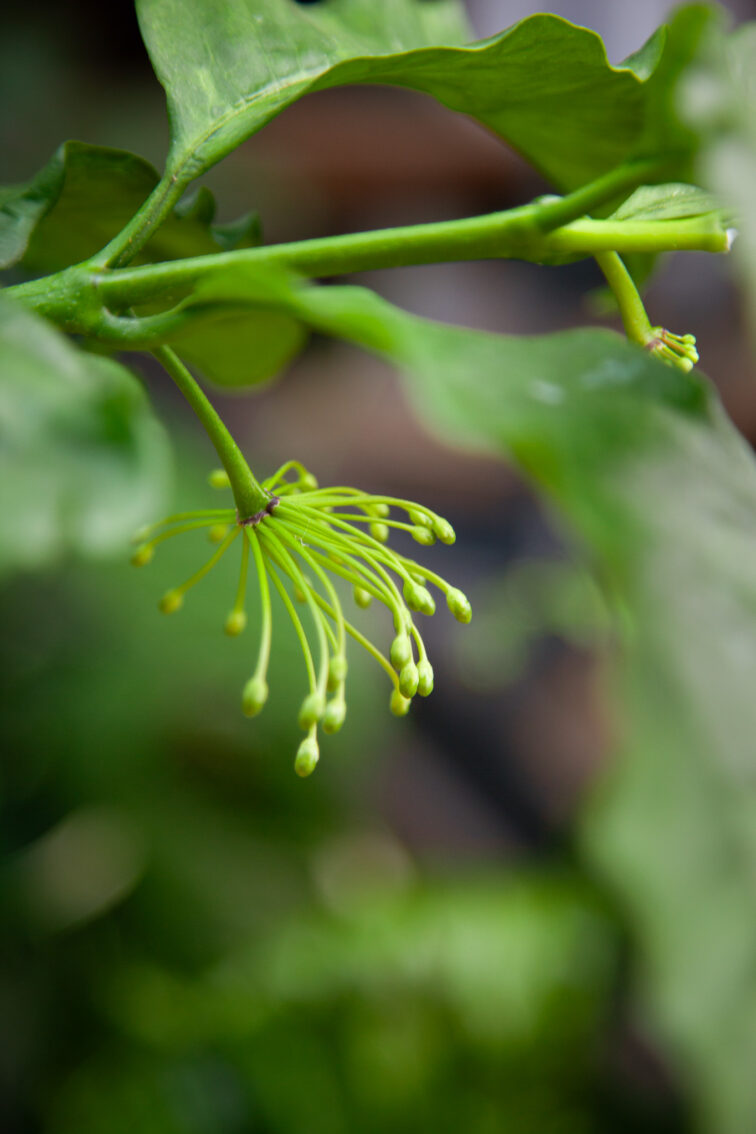 Zdjęcie rosliny doniczkowej Hoya multiflora, ujęcie 3