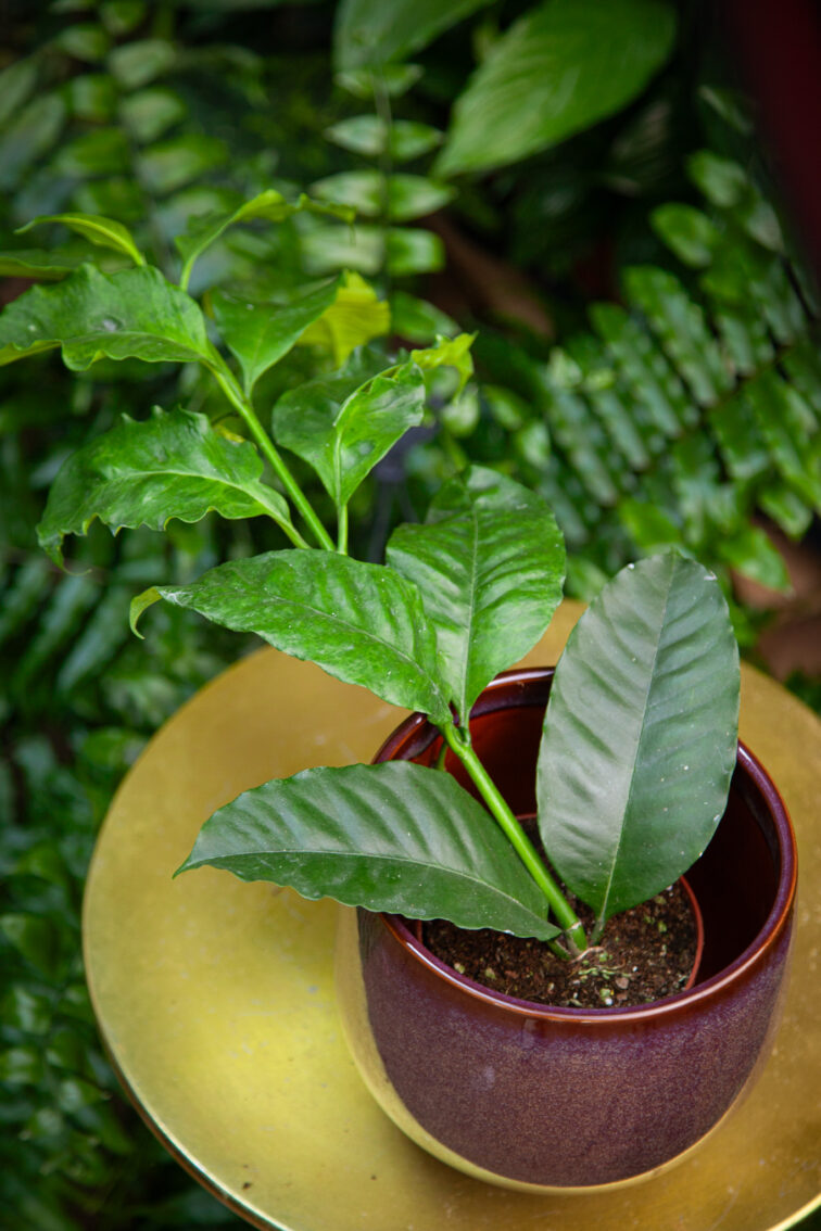 Zdjęcie rosliny doniczkowej Hoya multiflora, ujęcie 4