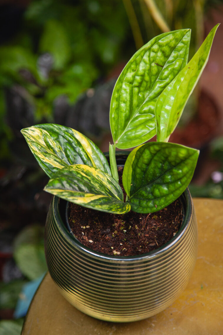 Zdjęcie rosliny doniczkowej Monstera karstenianum variegata, ujęcie 1