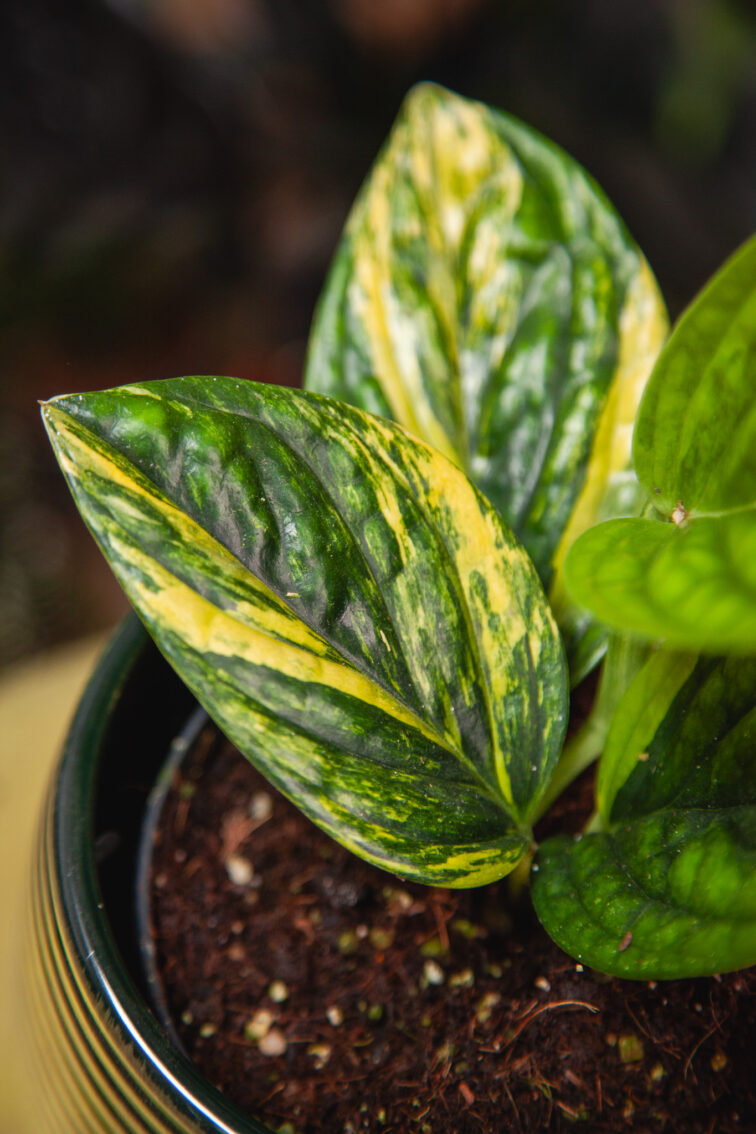 Zdjęcie rosliny doniczkowej Monstera karstenianum variegata, ujęcie 2