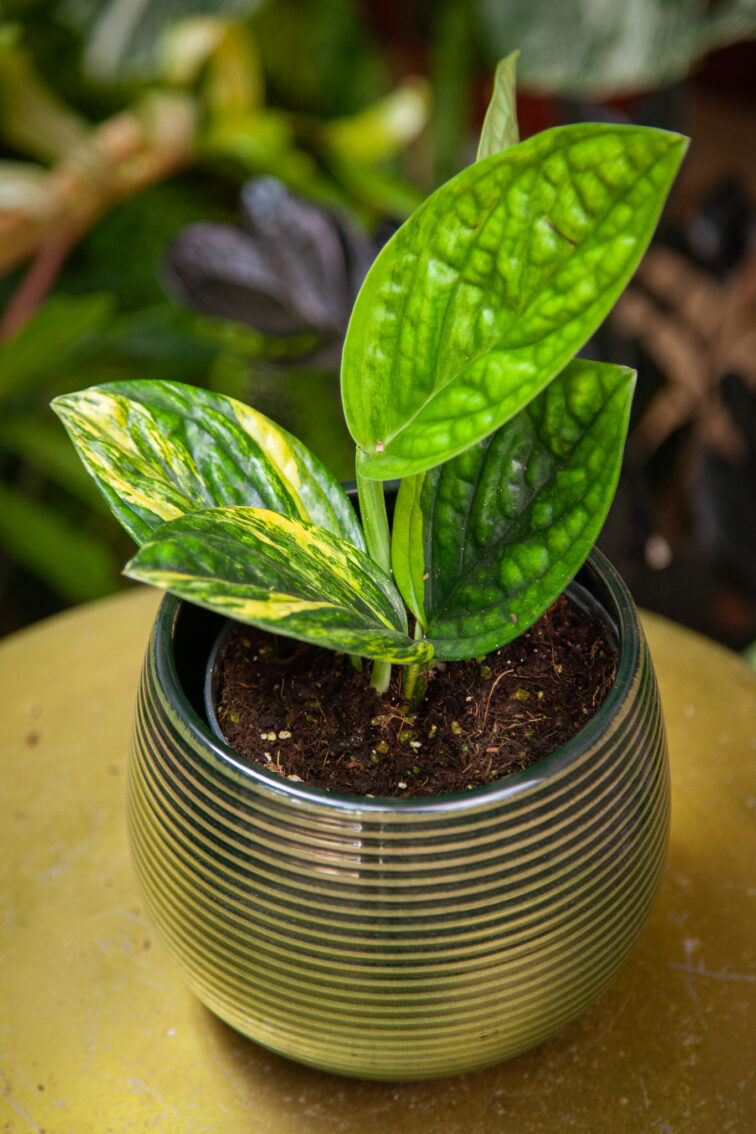 Zdjęcie rosliny doniczkowej Monstera karstenianum variegata, ujęcie 3