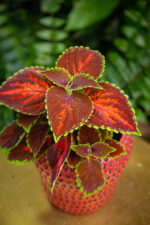 Zdjęcie doniczki lub oslonki: Osłonka Poziomka 14 × 16 cm, ujęcie 3