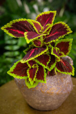 Zdjęcie doniczki lub oslonki: Osłonka Szelf Bronze, ujęcie 3