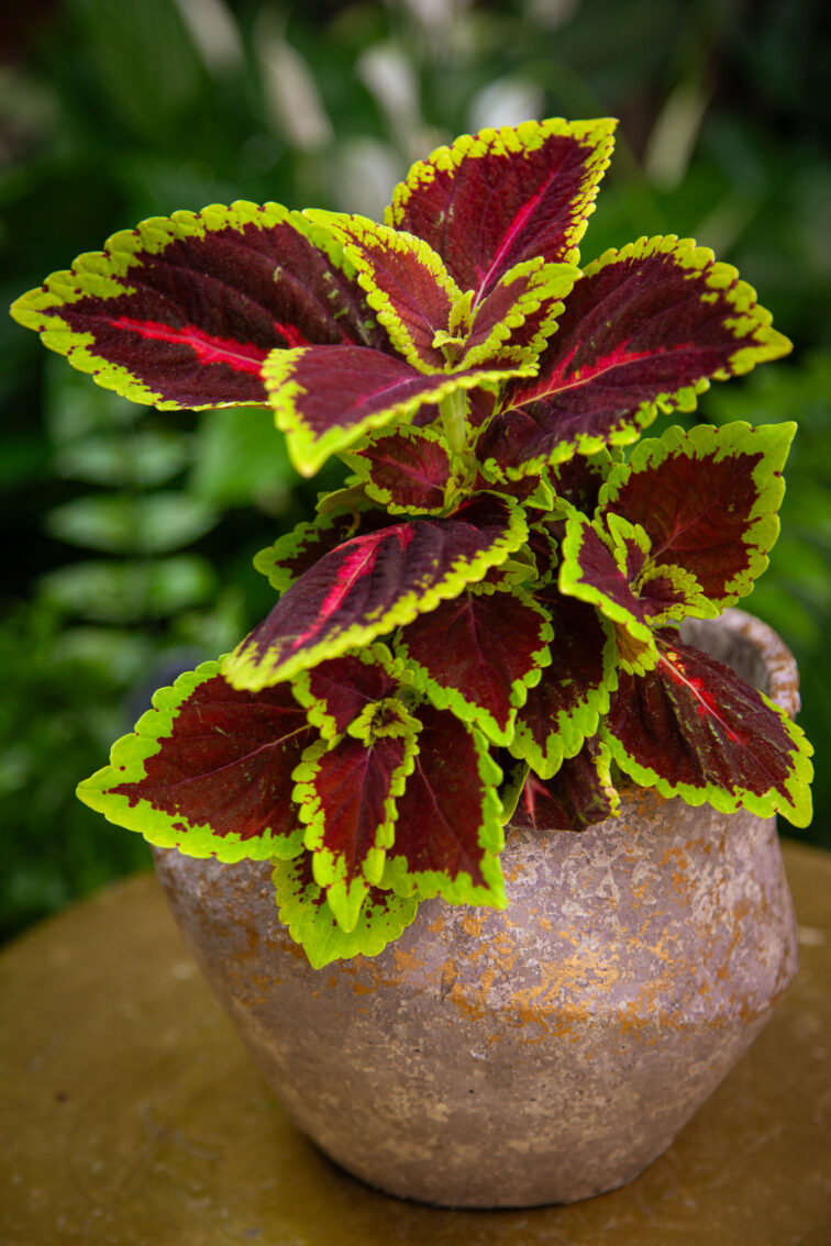 Zdjęcie doniczki lub oslonki: Osłonka Szelf Bronze, ujęcie 3