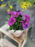 Zdjęcie rosliny doniczkowej Osteospermum Deep Purple, ujęcie 1