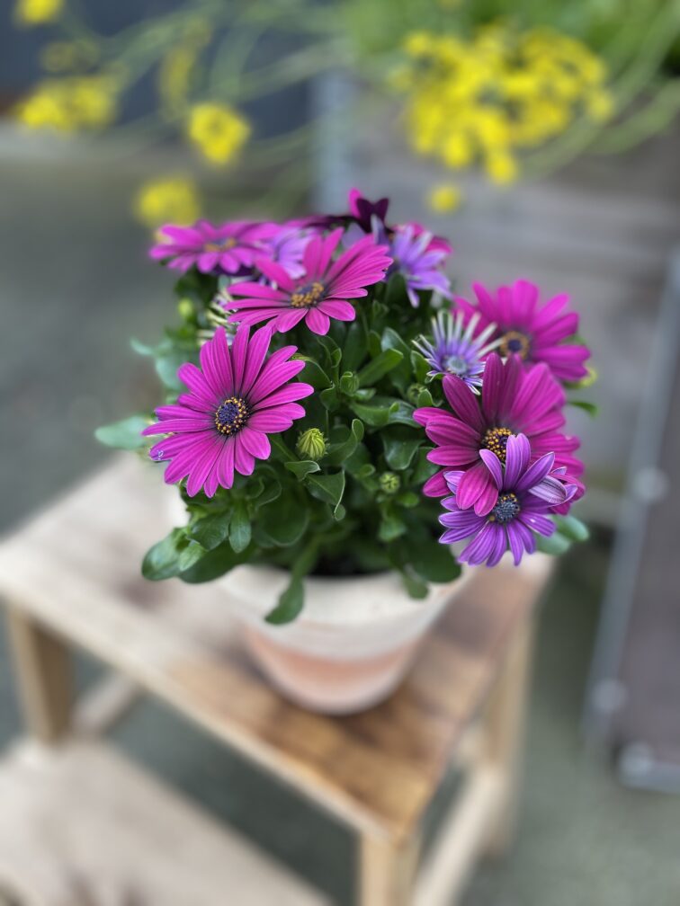 Zdjęcie rosliny doniczkowej Osteospermum Deep Purple, ujęcie 1