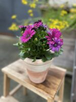 Zdjęcie rosliny doniczkowej Osteospermum Deep Purple, ujęcie 2