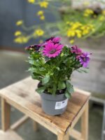 Zdjęcie rosliny doniczkowej Osteospermum Deep Purple, ujęcie 3