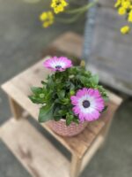 Zdjęcie rosliny doniczkowej Osteospermum Pink Bicolor, ujęcie 1