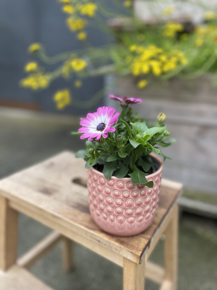 Zdjęcie rosliny doniczkowej Osteospermum Pink Bicolor, ujęcie 2