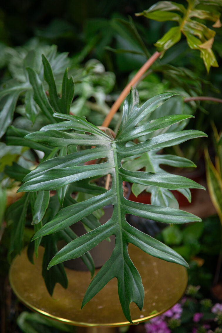 Zdjęcie rosliny doniczkowej Philodendron Mayoi, ujęcie 1