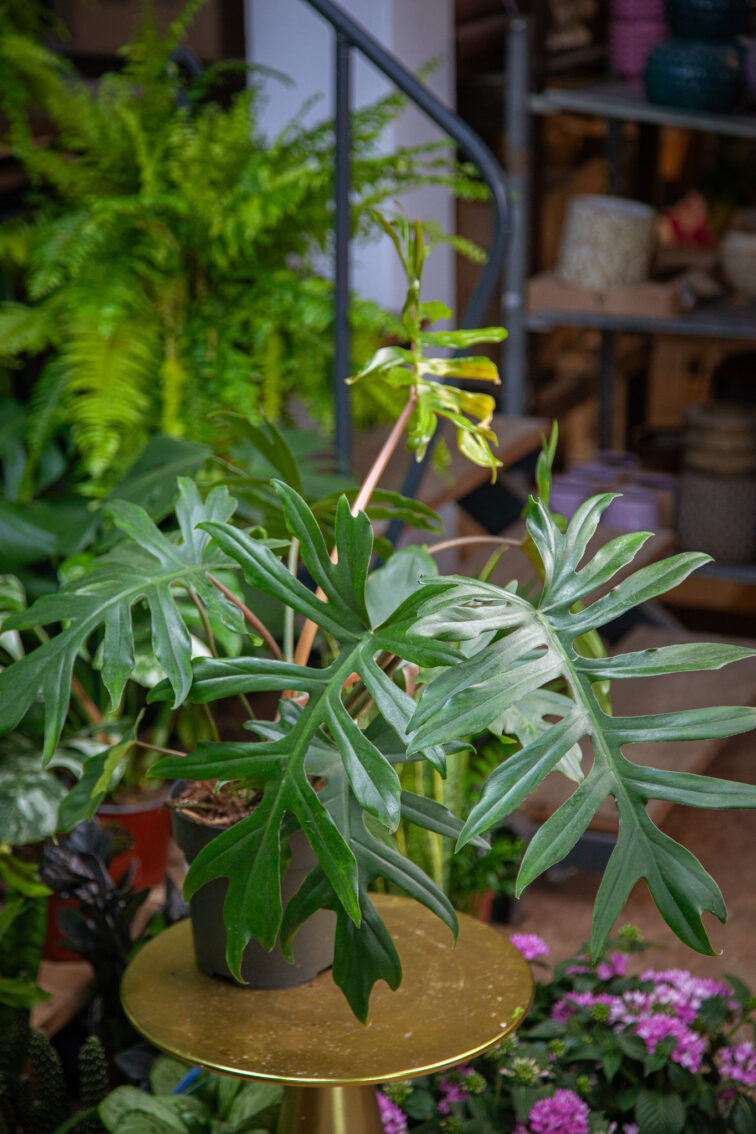 Zdjęcie rosliny doniczkowej Philodendron Mayoi, ujęcie 2