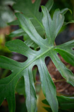 Zdjęcie rosliny doniczkowej Philodendron Mayoi, ujęcie 3