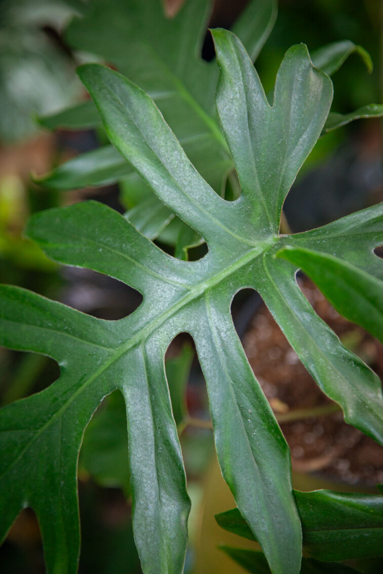 Zdjęcie rosliny doniczkowej Philodendron Mayoi, ujęcie 3