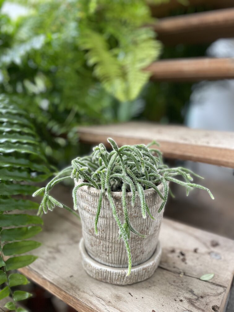 Zdjęcie rosliny doniczkowej Rhipsalis baccifera Horrida (Patyczak), ujęcie 1