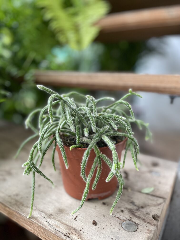 Zdjęcie rosliny doniczkowej Rhipsalis baccifera Horrida (Patyczak), ujęcie 2