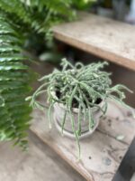 Zdjęcie rosliny doniczkowej Rhipsalis baccifera Horrida (Patyczak), ujęcie 3